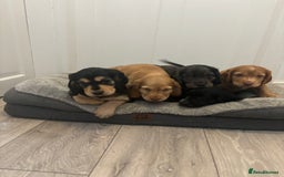 Cocker Spaniel dogs for sale: Chunky playful full Pedigree show type kc parents - Image 8