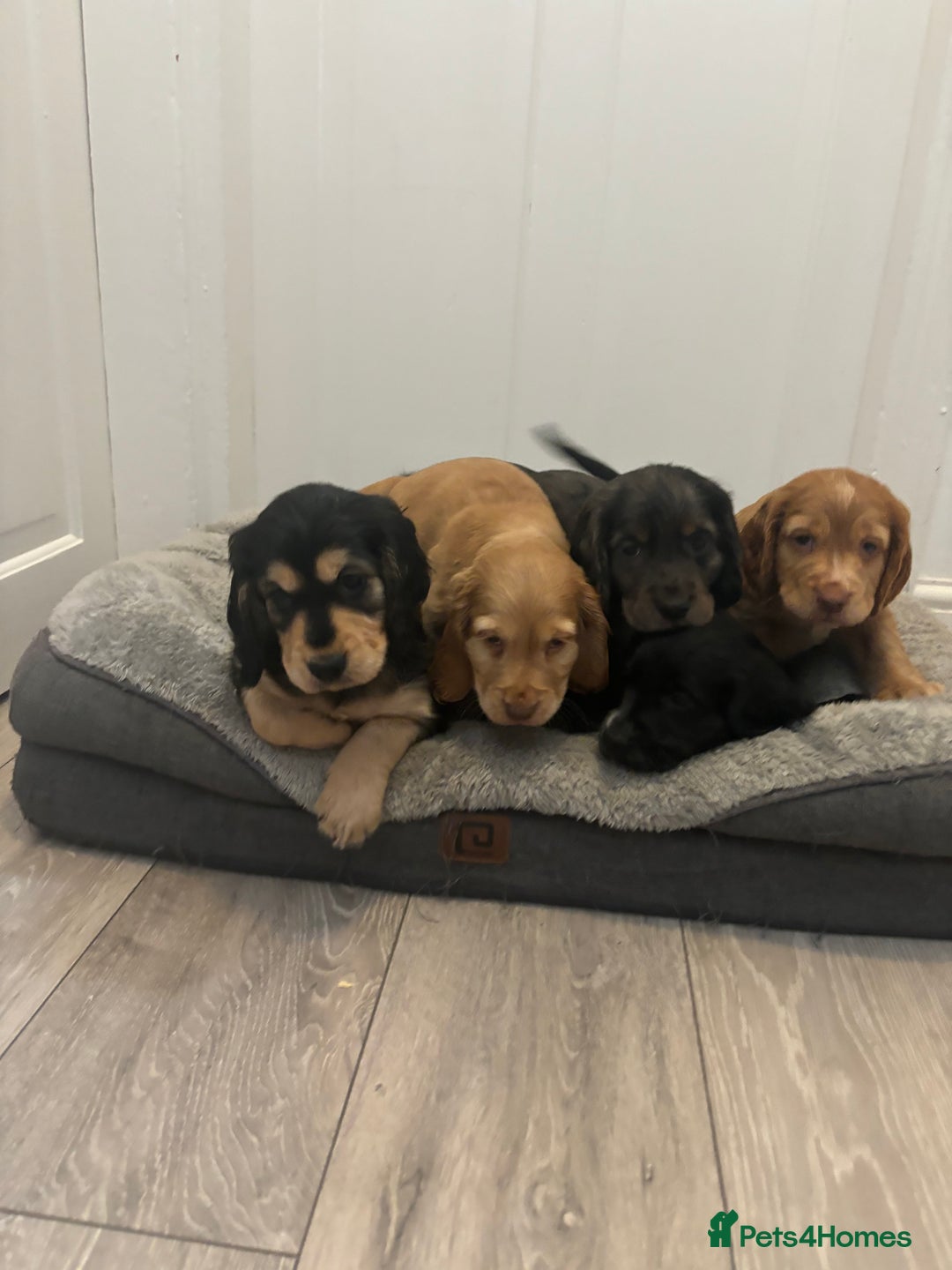 Cocker Spaniel dogs for sale: Chunky playful full Pedigree show type kc parents - Image 8