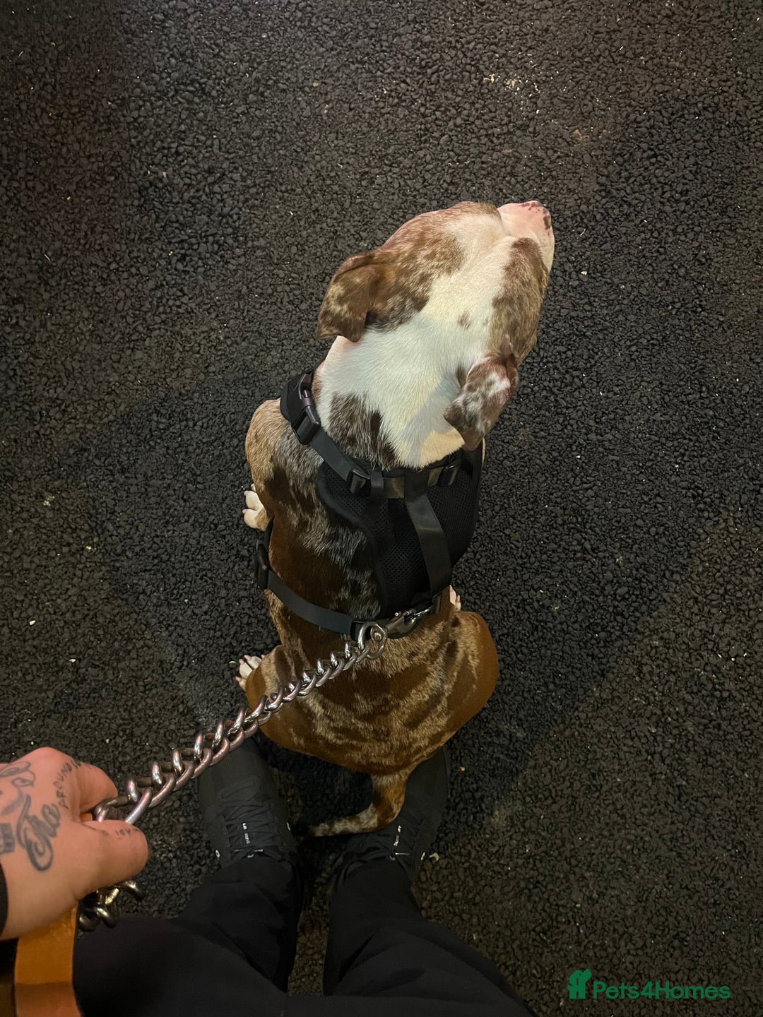 American Bully dogs for sale: 2 year old chocolate merl American pocket bully - Image 7