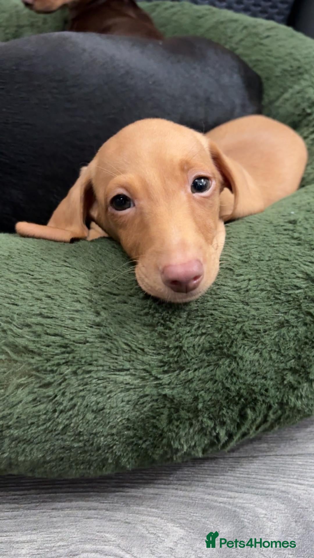 Miniature Dachshund dogs Cream boy 8 weeks and long haired dapple  - Advert 15