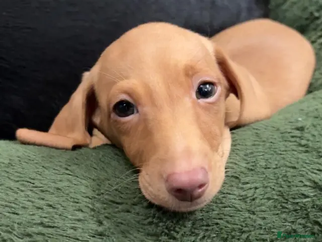 Miniature Dachshund dogs Cream boy 8 weeks and long haired dapple - Advert 15