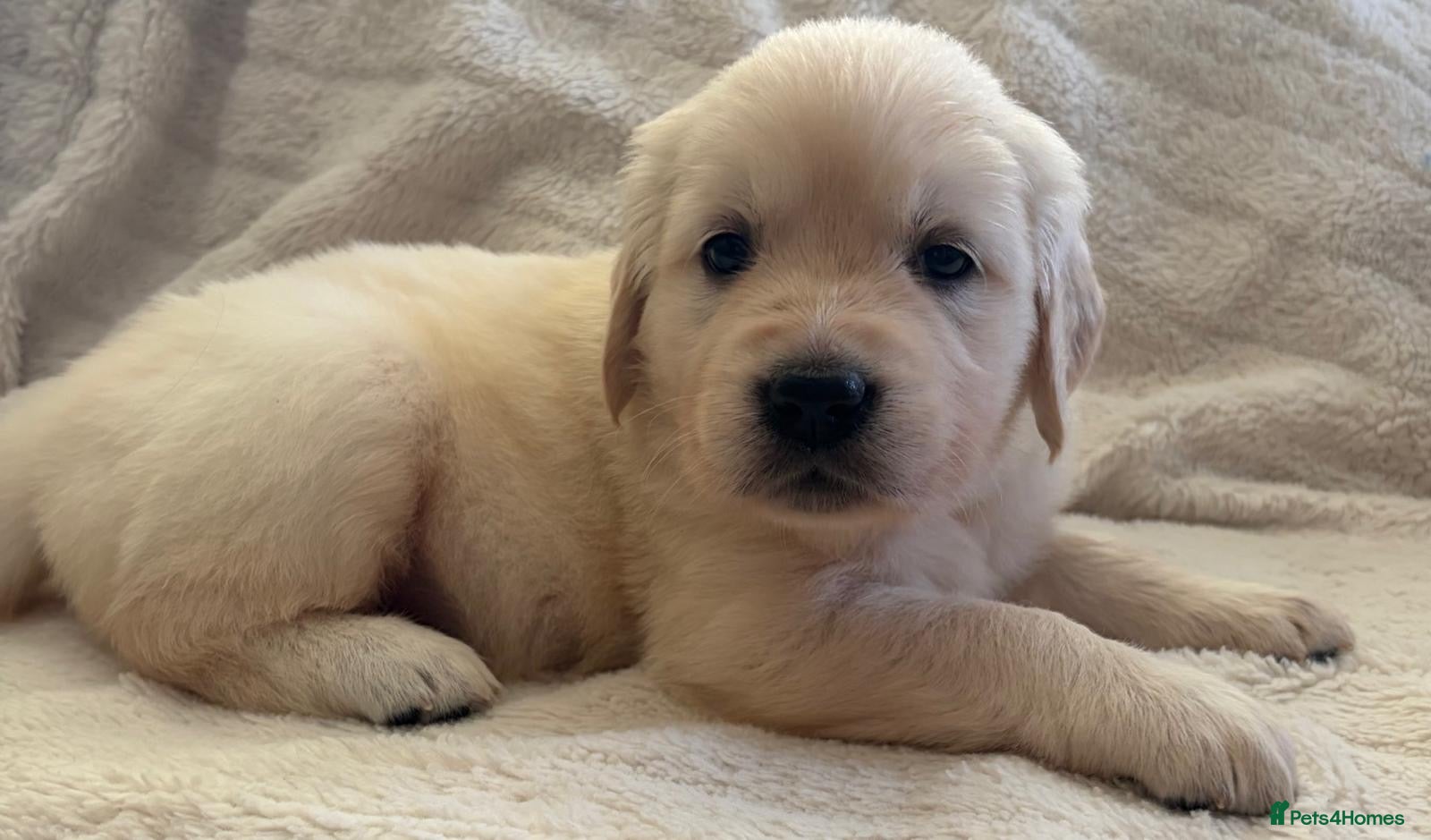 Golden Retriever dogs Beautiful healthy puppies - Advert 1