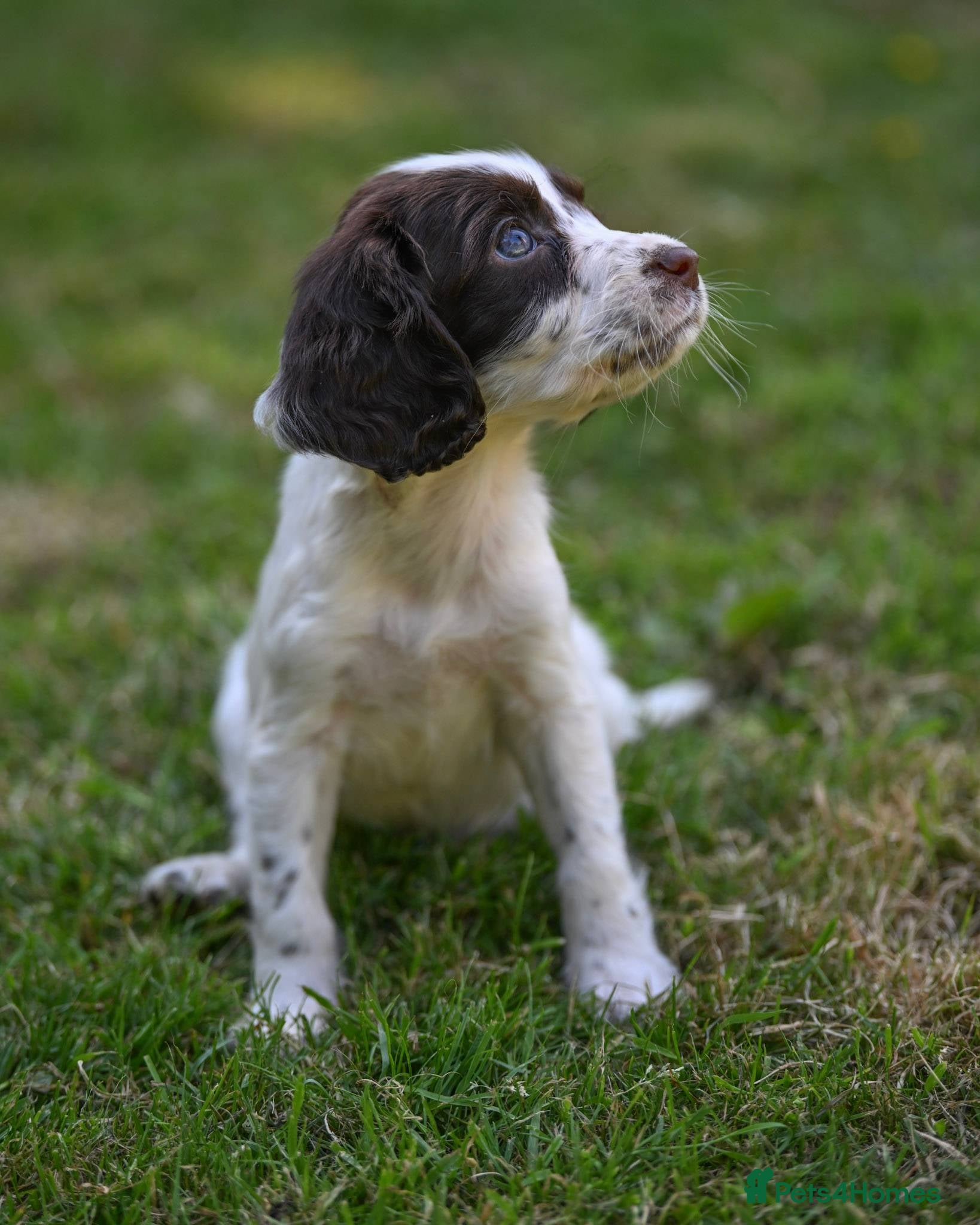 English Springer Spaniel dogs Kennel club registered Springer Spaniel Puppies - Advert 1