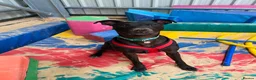 Mixed Breed dogs for adoption: Captain - Advert 4