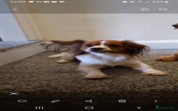 Mixed Breed dogs for sale: Beautiful  - Image 5