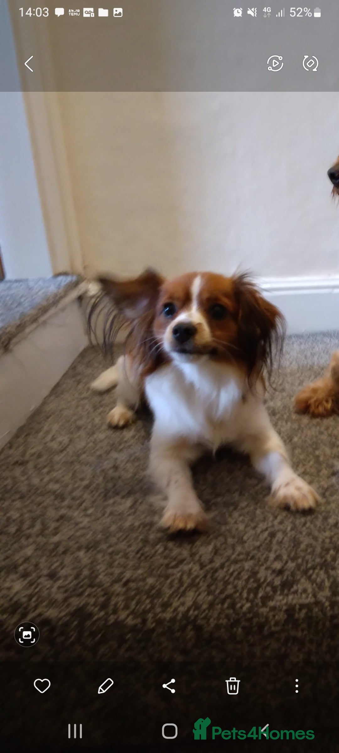 Mixed Breed dogs for sale: Beautiful  - Image 5