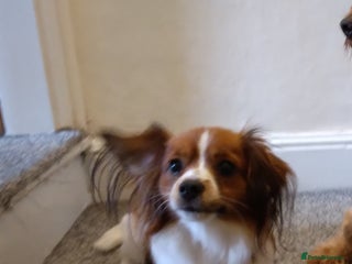 Mixed Breed dogs - Advert 5