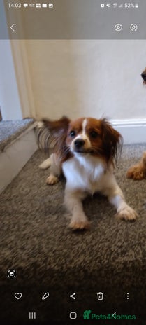 Mixed Breed dogs - Advert 8