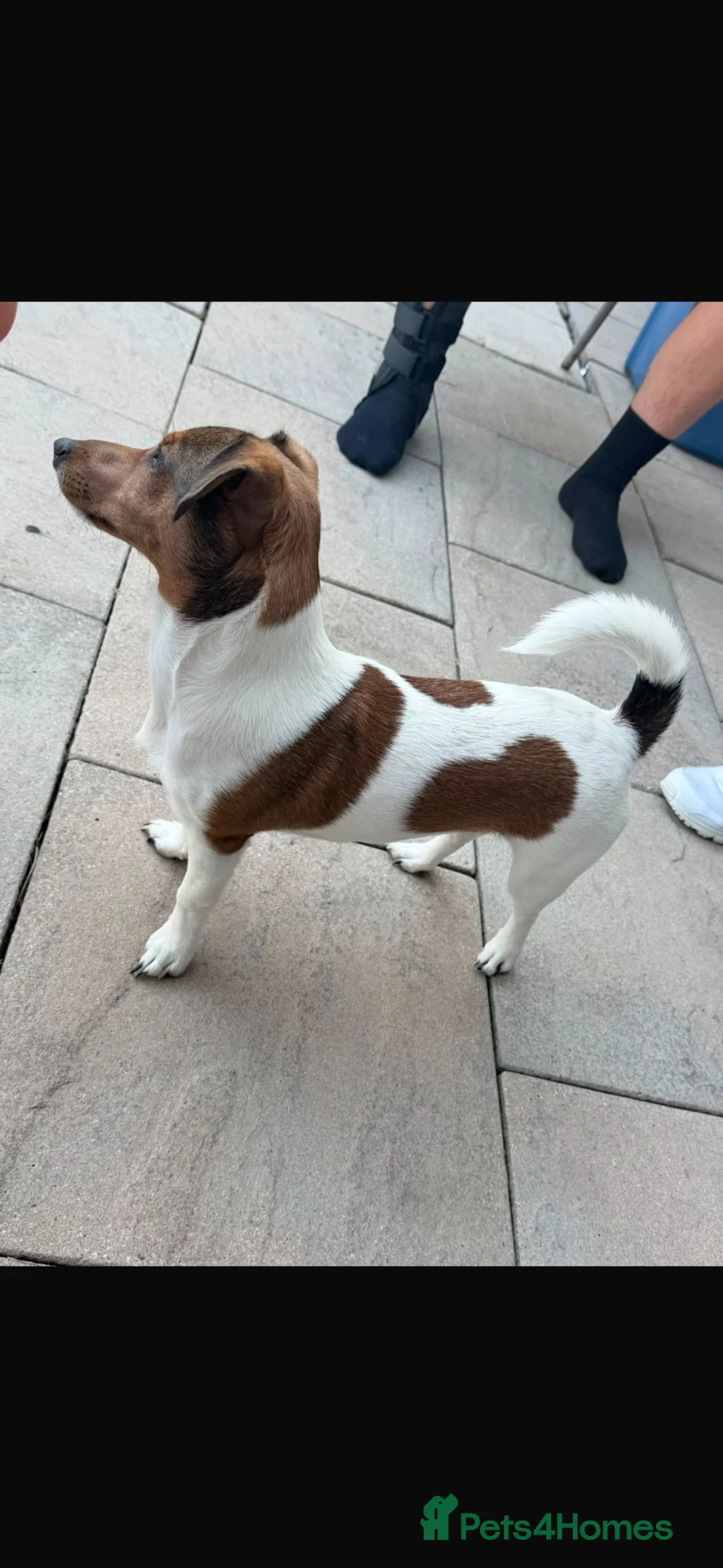 Jack Russell dogs for sale: 7 months old male Jack Russell,prince - Advert 5