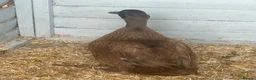 Ducks poultry for sale: Female khaki Campbell ducks - Advert 3