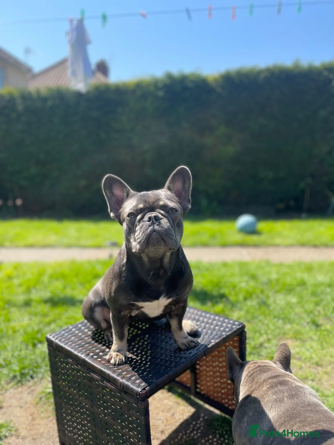 French Bulldog dogs for sale: French bulldog looking for new home - Advert 2
