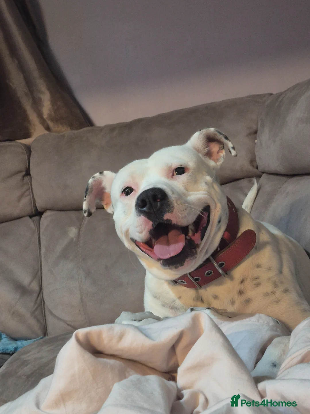 Mixed Breed dogs for sale: Staffy cross  in Heanor - Advert 1