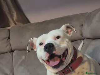 Mixed Breed dogs Staffy cross - Advert 2