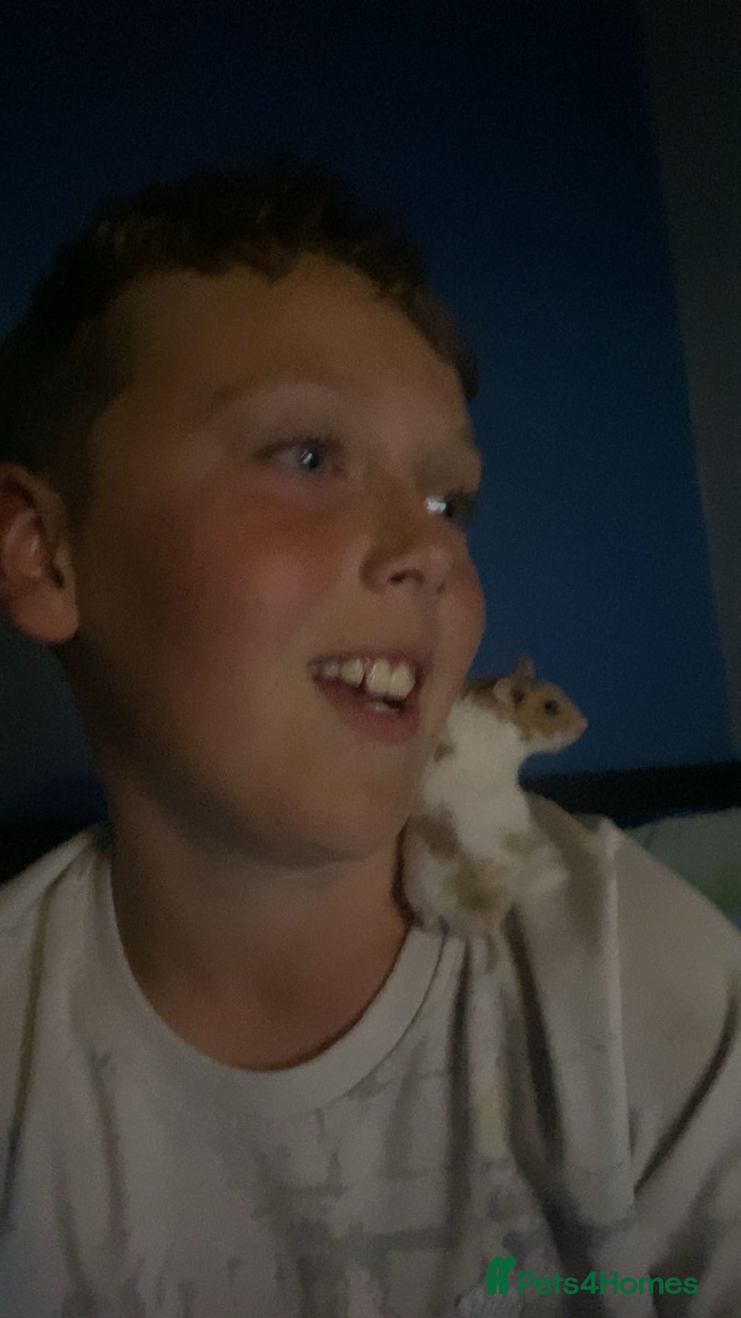 Hamster rodents for sale: Syrian  Hamster(with cage, food etc. - Advert 7