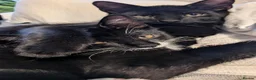 Mixed Breed cats for sale: 4 month old kittens - Advert 5