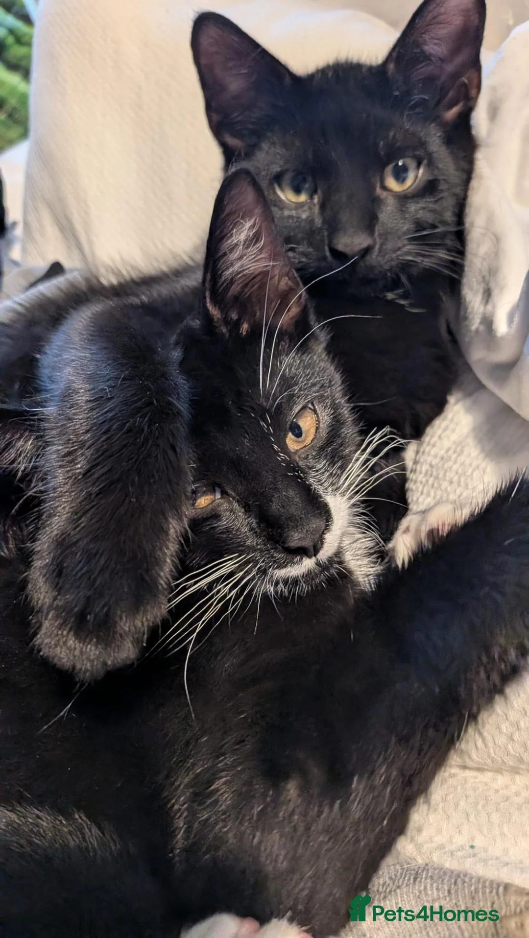 Mixed Breed cats for sale: 4 month old kittens - Advert 5