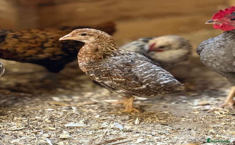 Chickens poultry - Advert 13