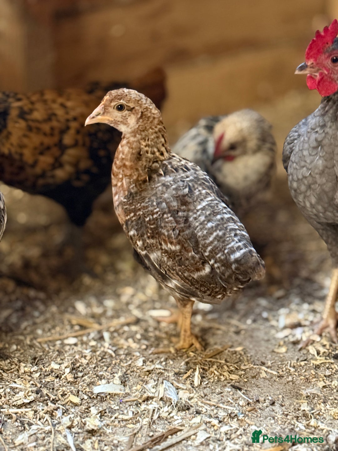 Chickens poultry for sale: Bantam gold welbar - Image 1