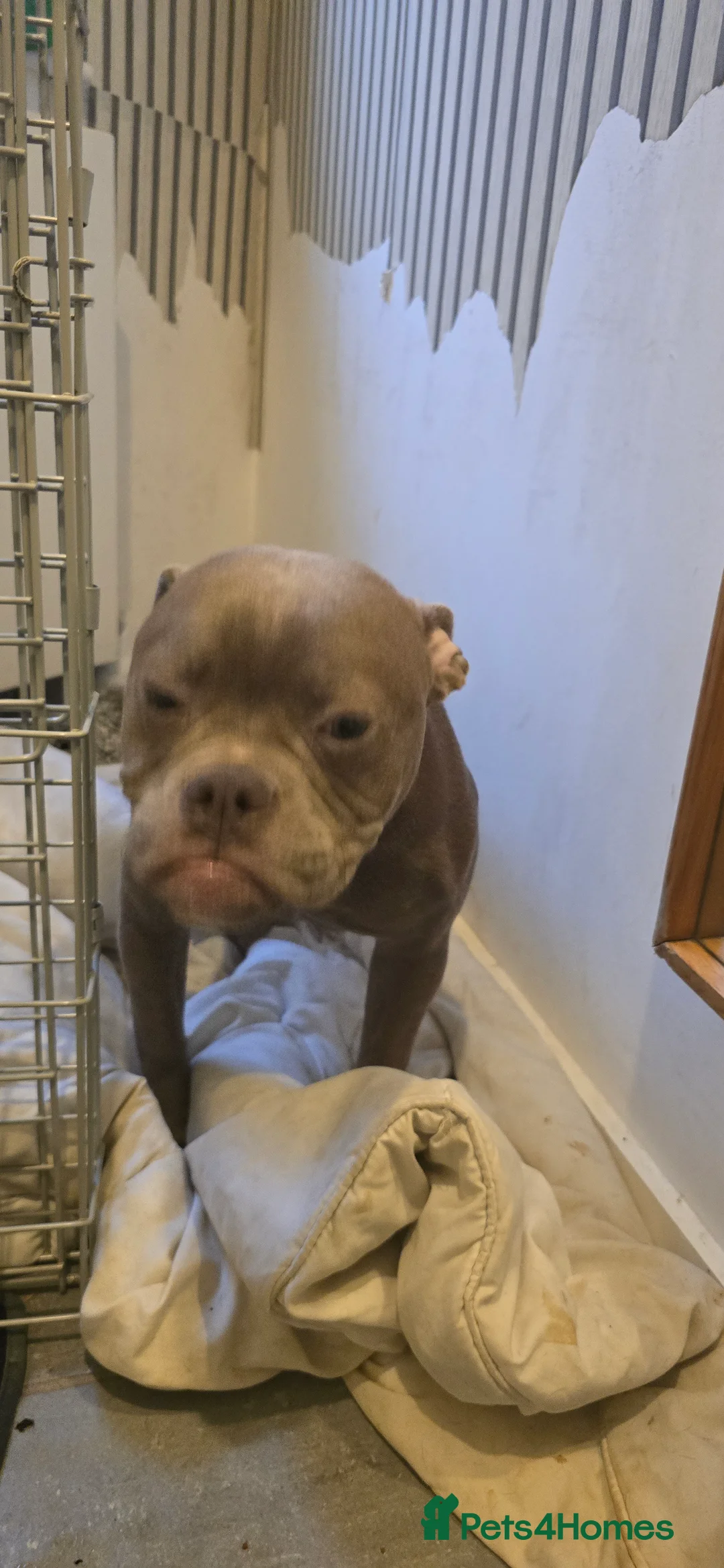 Olde English Bulldogge dogs for sale: 7 Month Old Olde English Bulldog Female - Advert 3