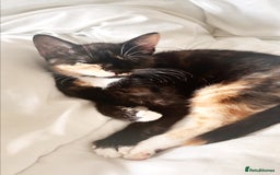 Mixed Breed cats for sale: Delightful mix-breed Siamese-black calico-kittens - Image 16