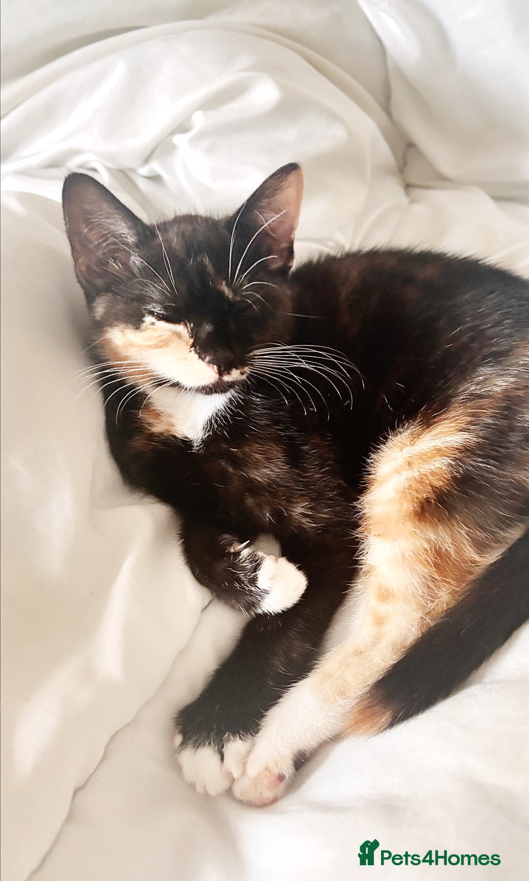 Mixed Breed cats for sale: Delightful mix-breed Siamese-black calico-kittens - Image 16