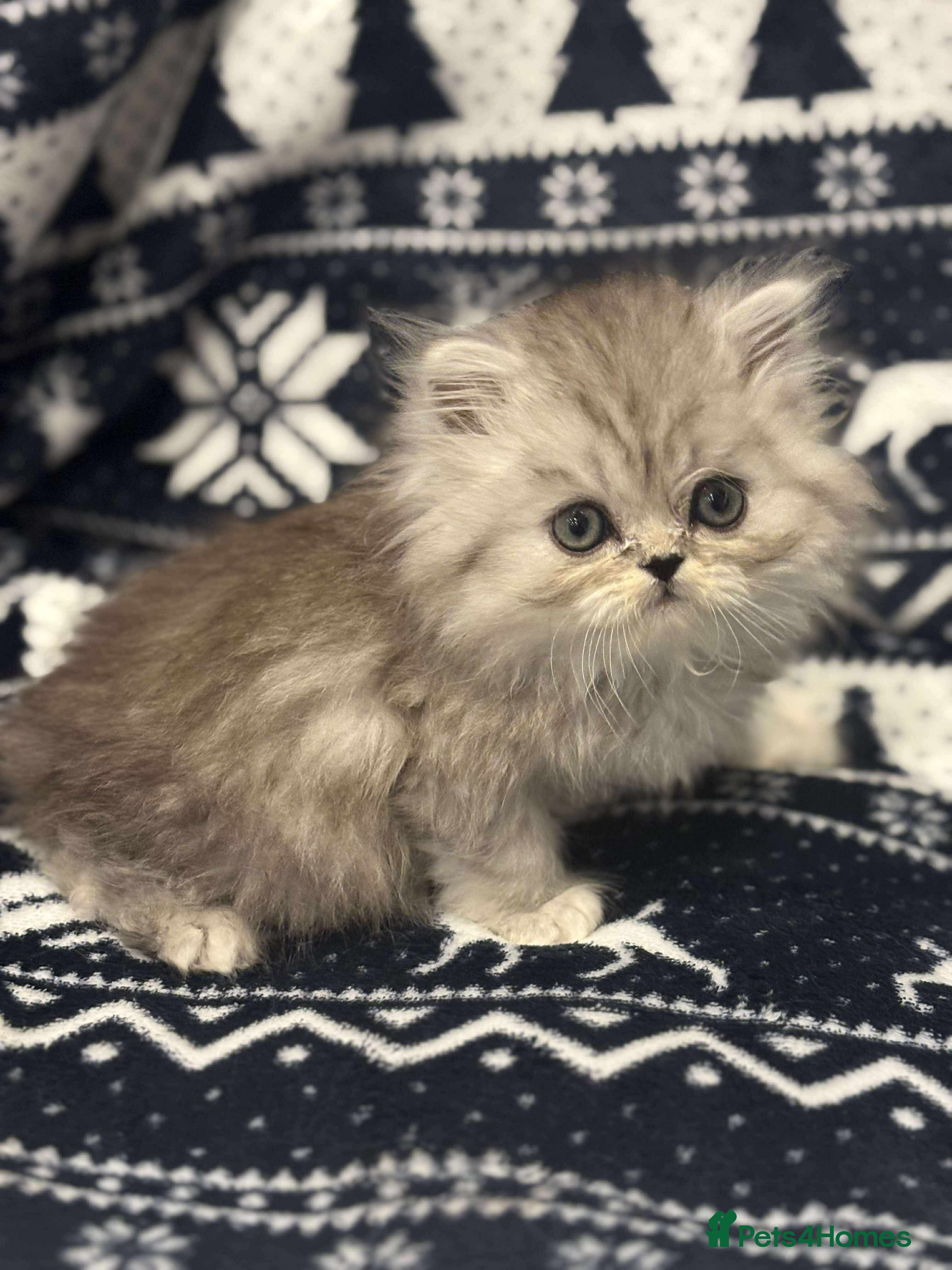 Persian cats **SOLD** gorgeous PKD Negative Persian kittens - Advert 14