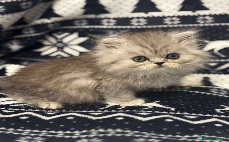 Persian cats **LAST ONE** gorgeous PKD Negative Persian kittens - Advert 4