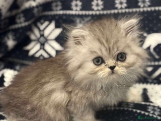 Persian cats **LAST ONE** gorgeous PKD Negative Persian kittens - Advert 5