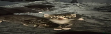 Kitten 1