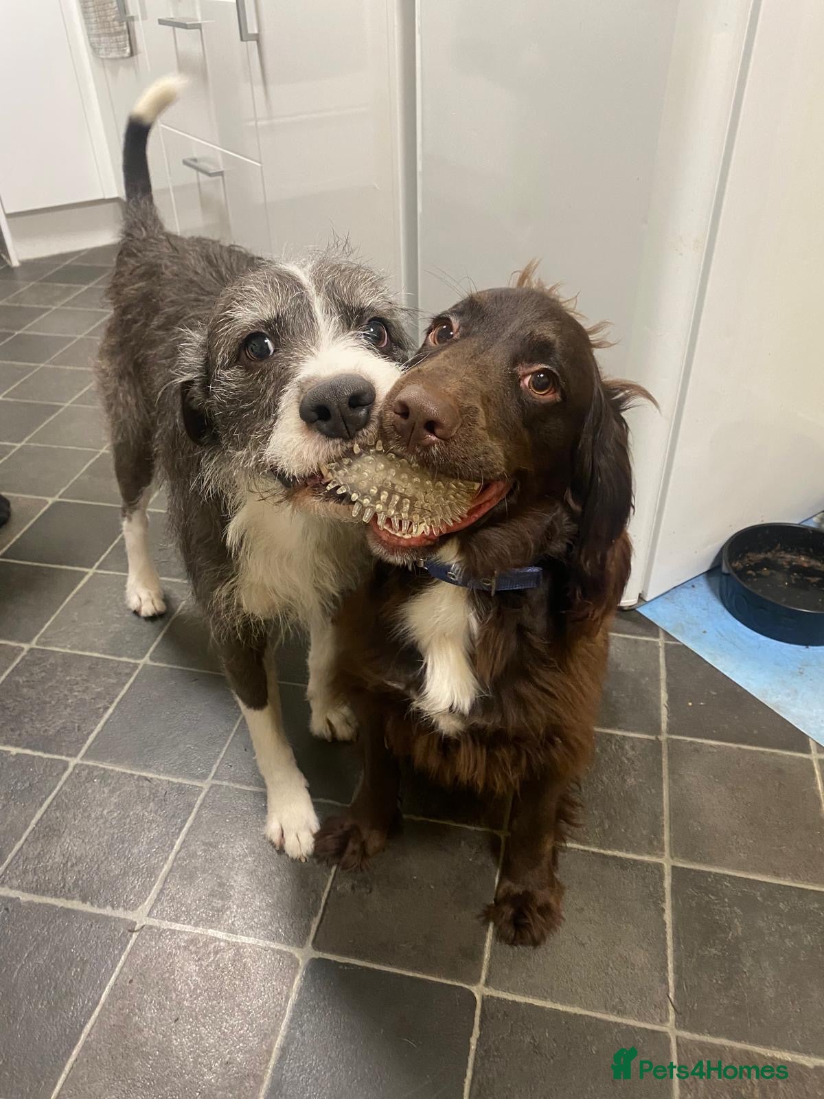 Mixed Breed dogs Kompas 11 month looking for new home  - Advert 6