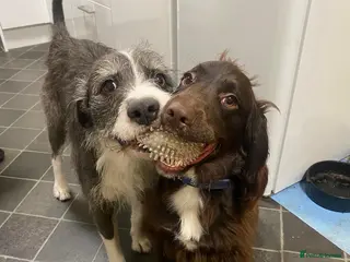 Mixed Breed dogs Kompas 11 month looking for new home - Advert 1