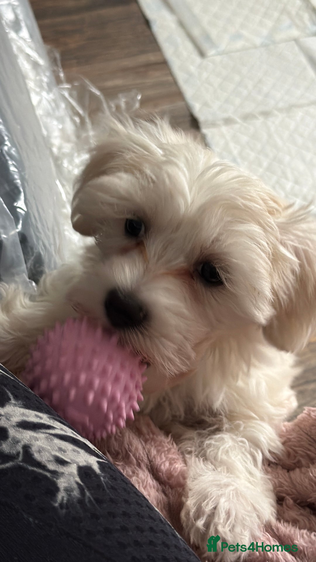 Maltese dogs for sale: Beautiful Maltese girl  - Advert 8