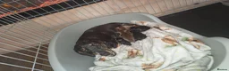 Miniature Dachshund dogs for sale: 4 beautiful Dachshund puppies - Advert 12