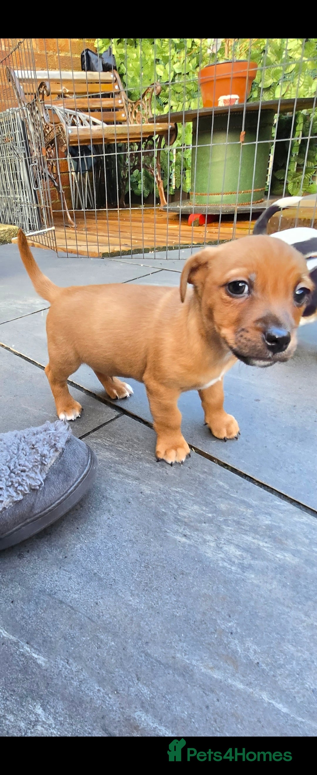 Jack Russell dogs for sale: Jack Russell puppies  - Advert 4