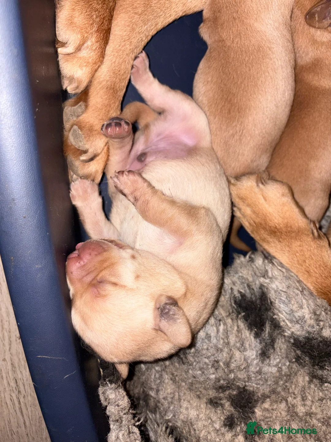 Labrador Retriever dogs for sale: Beautiful Fox Red Pedigree Labradors - Advert 6