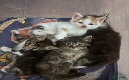 Mixed Breed cats for sale: Beautiful tabby’s  - Advert 5
