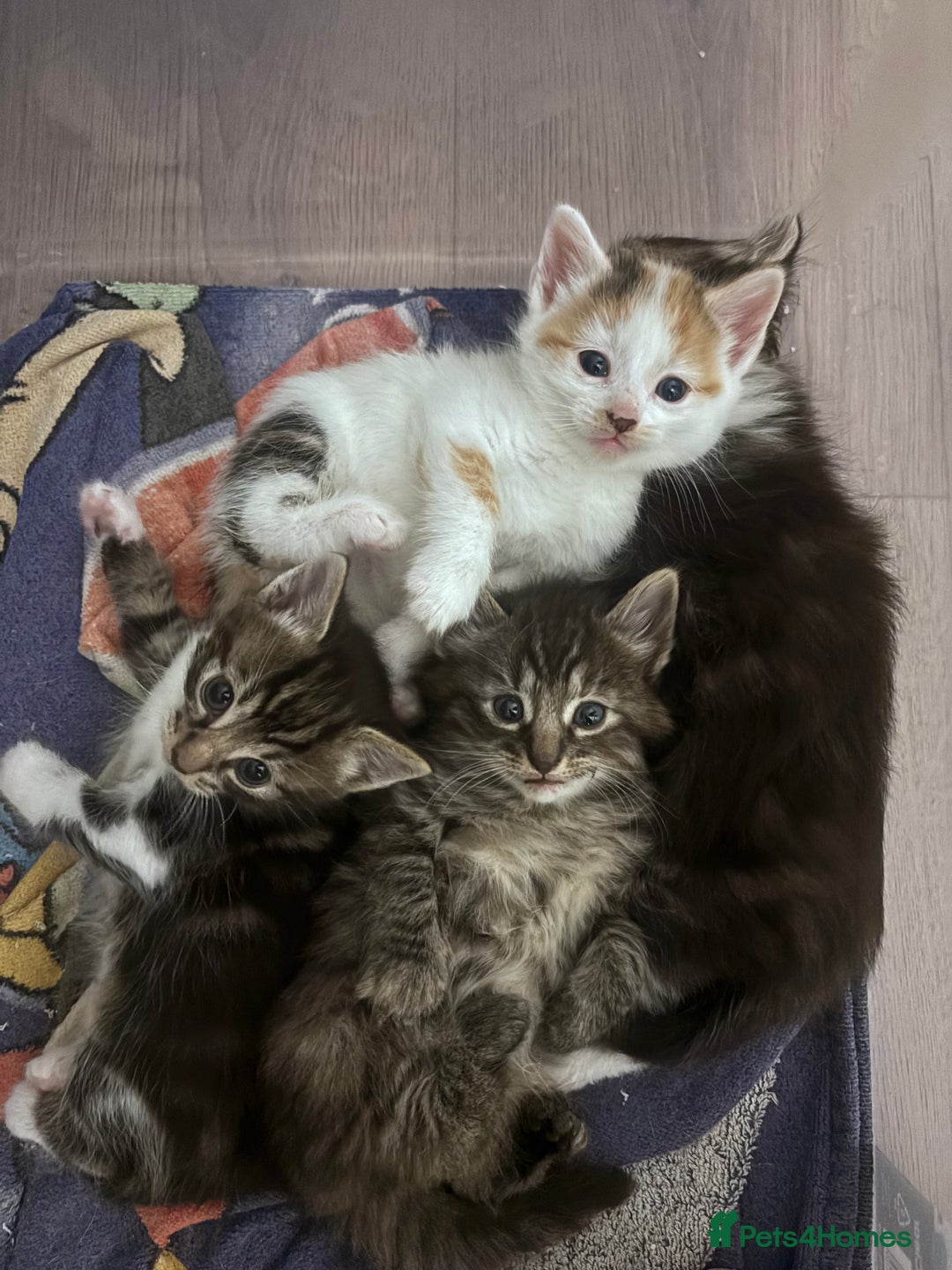 Mixed Breed cats for sale: Beautiful tabby’s  - Advert 5