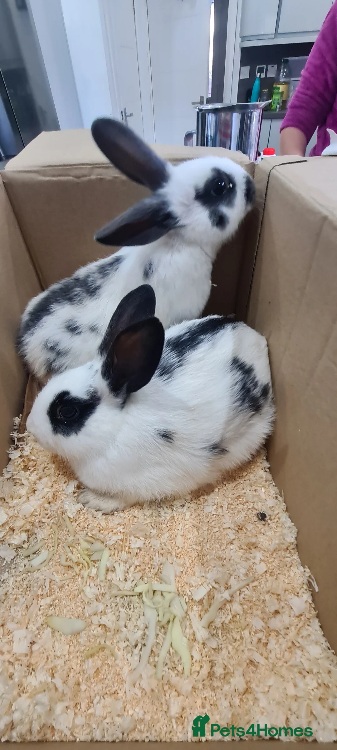 New Zealand rabbits for sale: New Zealand Black  - Advert 1