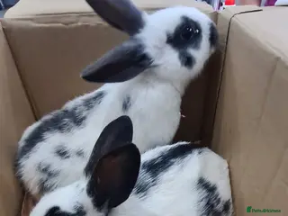 New Zealand rabbits New Zealand Black - Advert 2