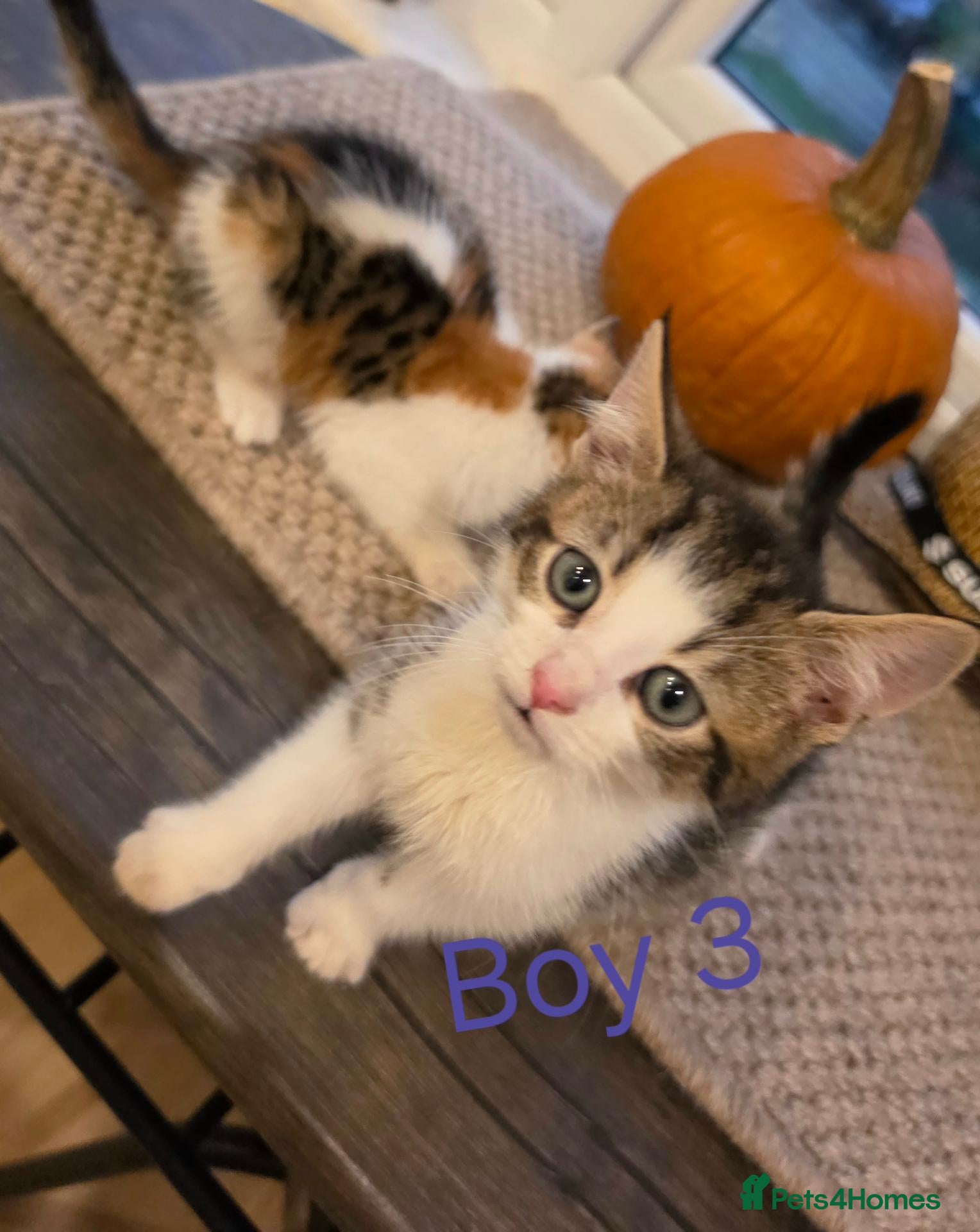 Mixed Breed cats for sale: ​🐾 1 Adorable Boy LEFT 💙 - Advert 2
