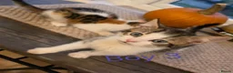 Mixed Breed cats for sale: ​🐾 6 Beautiful Kittens ready to go 💙🩷 - Advert 6
