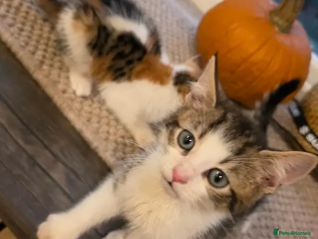 Mixed Breed cats for sale: 🐾 1 Adorable Boy LEFT 💙 - Advert 2