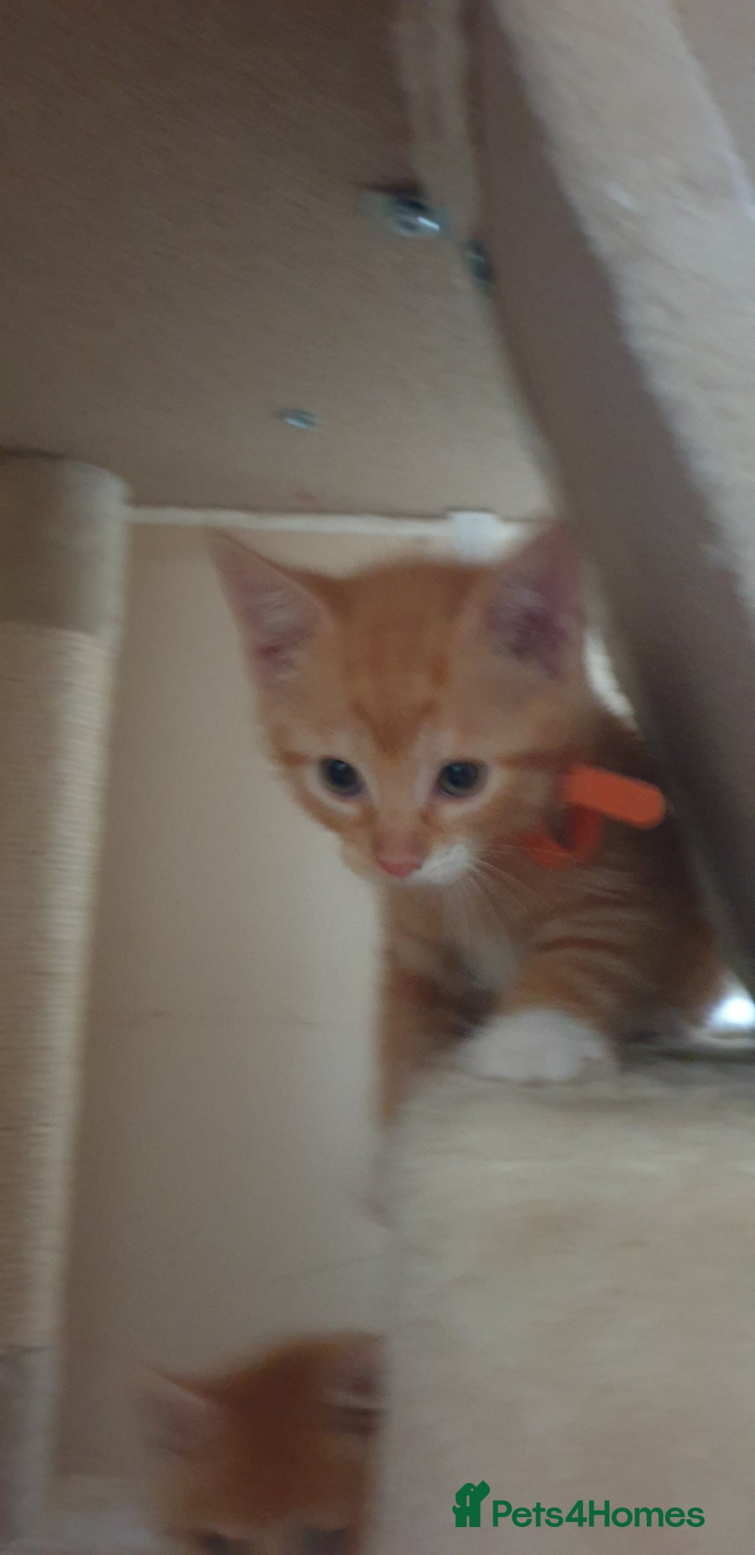 Domestic Shorthair cats for sale: Ginger kittens  - Image 9
