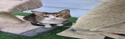 Mixed Breed cats for adoption: Indoor *SPECIAL NEEDS* blind rescue siblings  in Bedford - Advert 5