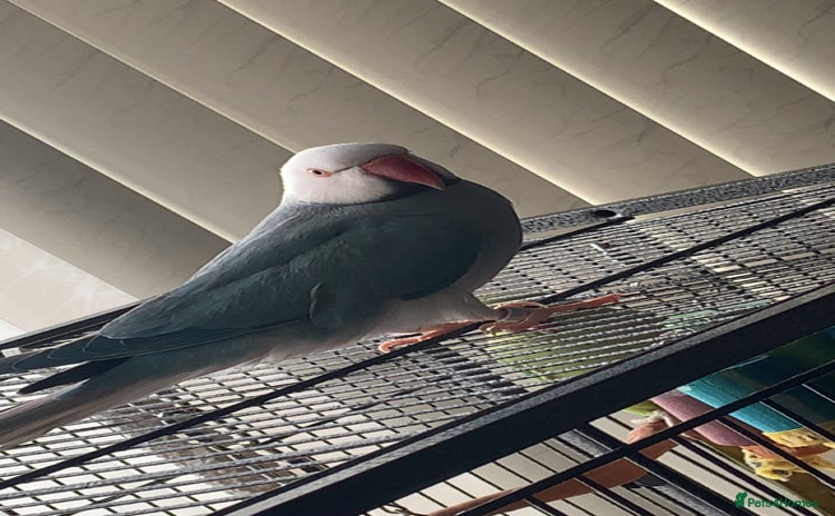 Ringnecks birds - Advert 4