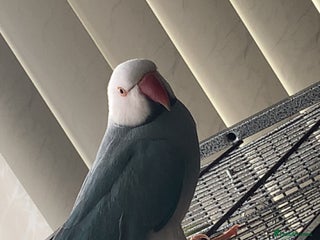 Ringnecks birds - Advert 4