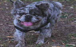 French Bulldog dogs for sale: Fluffy French Bulldog  - Image 6