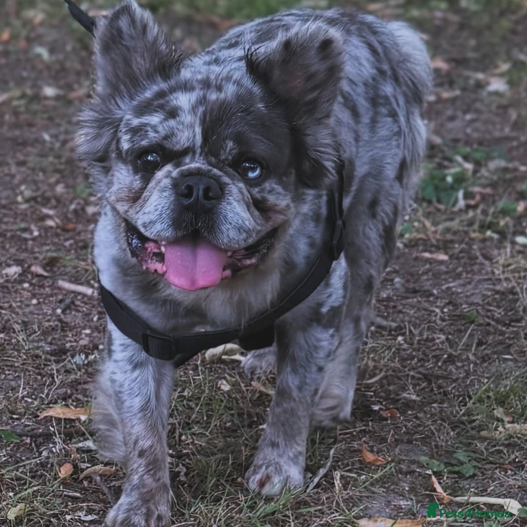 French Bulldog dogs for sale: Fluffy French Bulldog  - Image 6