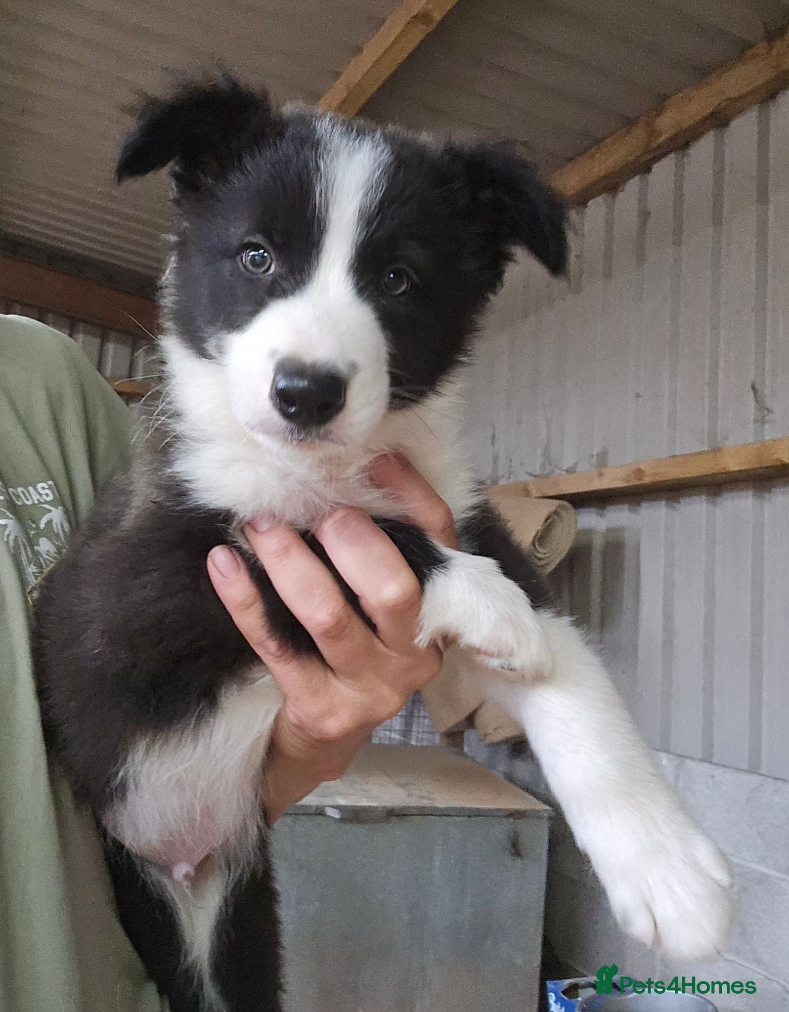 Border Collie dogs READY NOW! Working Border Collie Pups! - Advert 1
