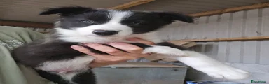 Border Collie 1